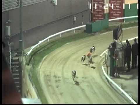 Running Shanks   24th November