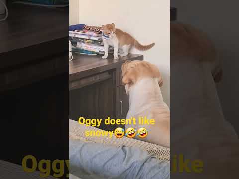 cute fighting bw Oggy and Snowy.. #labrador #cat #petlover