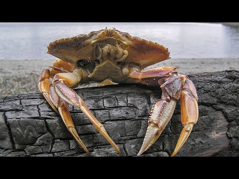 , title : 'Facts: The Dungeness Crab'