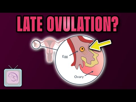 Ovulation Predictor Tests Will They Help You Become Pregnant