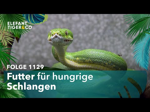 Schlangenfütterung will gelernt sein! (Folge 1129) | Elefant, Tiger & Co. | MDR