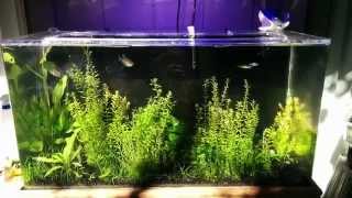SeaClear System II update 11