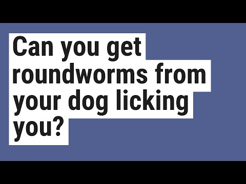 犬があなたを舐めると回虫が感染することがありますか?