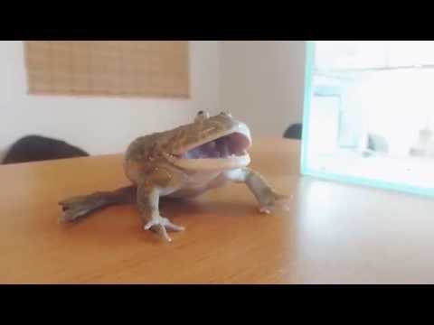 バジェットガエルの叫び