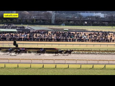 【現地】カフェファラオ ヒヤシンスS