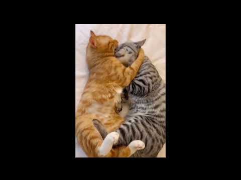 Most romantic cats