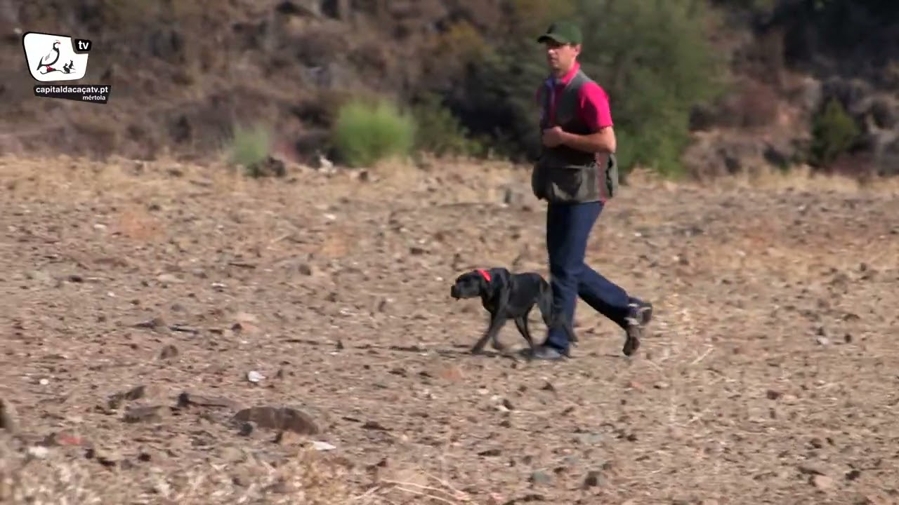 Cães de Parar - Pointer (I)