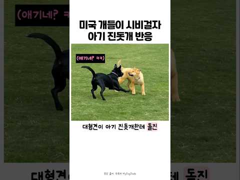 미국개가 덤빌때 아기 진돗개 반응 # #강아지 #반려견 #리트리버 #진돗개 #보더콜리