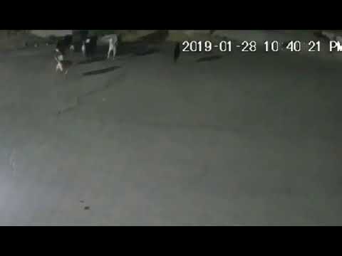 Atrapan a cinco de los 11 perros que mataron a mujer en Tecámac Atrapan a cinco de los 11 perros que mataron a mujer en Tecámac