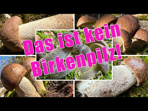 Kein Birkenpilz! Wollstieliger Raufußröhrling Verwechslung & Zubereitung |Leccinum cyaneobasileucum