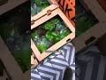Ratatouille