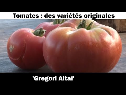 , title : 'La tomate ' Gregori Altaï' : culture et recette'