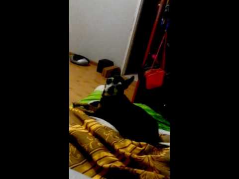 pies w ciuszku... to suczka! glos psa! zlosc