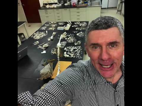 Random Act of Anatomy - tour of in-progress bird & lizard skeletons