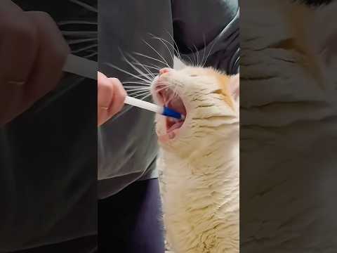 How to EASILY Give Cats Medicine 😷 #lifehacks #goodtoknow #funfacts #vet #medicine #catvideos #hack