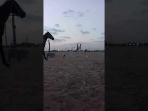 On the Marina beach with Nazrul Sir & Kuddush Sir.