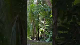 J&D on the sea,#dominica # #nature #travel #vacation #cruiseships