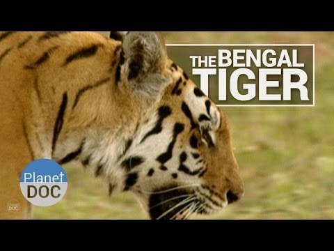 image-When was the Bengal tiger first discovered?