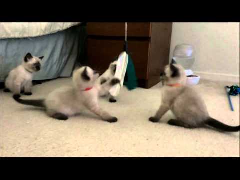 Squeezable Siamese kittens, 6 weeks!
