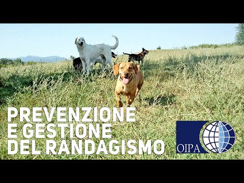 Accumulo di sangue nella cavità articolare a causa di sanguinamento Raddrizzare articolazioni piegate