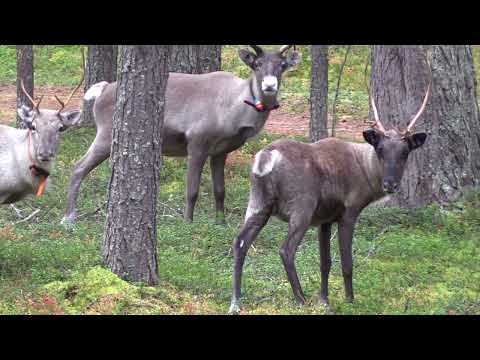 Ramsa koira ja Kuusamon porot कुत्ता और हिरन, anjing dan rusa, cachorro e rena, Kuusamo