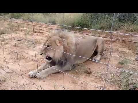 Africa angry lion roar march 2014