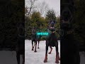 This Is The Dobermann Dog Doberman
