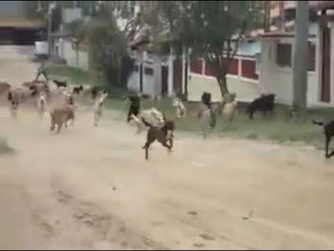 Street Dogs gang Punjab