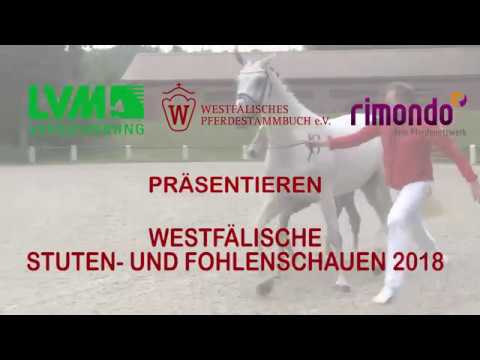 Stute von D Power AT FS Champion de Luxe Don't worry