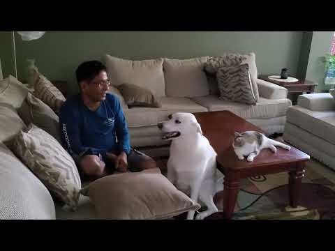 Snowy, Sky & Raizel - 2022