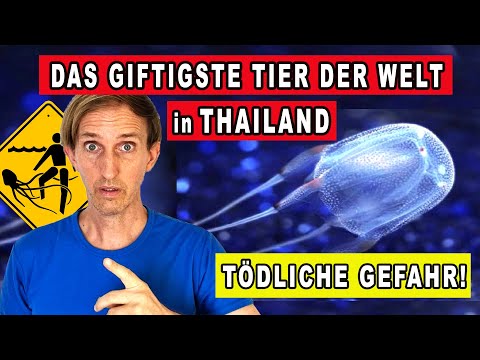 THE WORLD'S MOST POISONOUS ANIMAL IN THAILAND | BOX JELLYFISH | SEA WASP