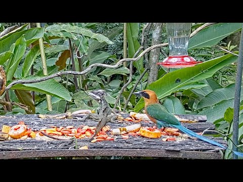 Male Common Basilisk And Rufous Motmot Visit The Panama Fruit Feeder – May 20, 2021