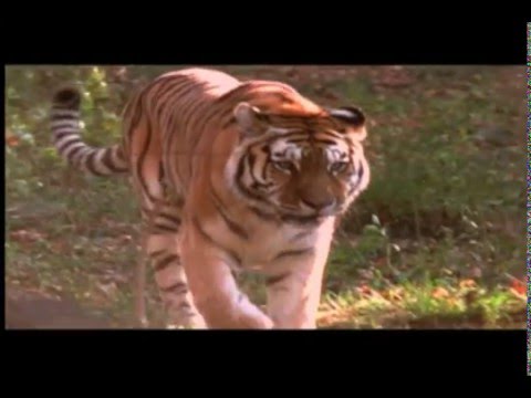 Thumbnail of the video