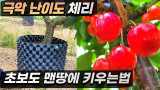 어렵기로 소문난 체리