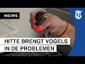 Extreme hitte nekt vogels