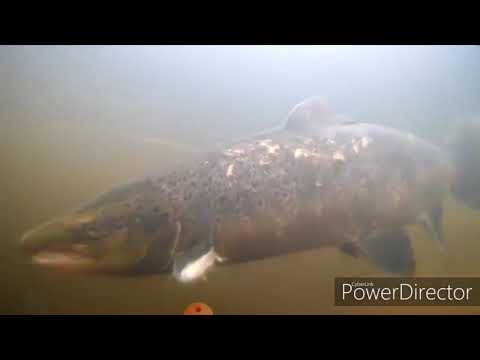 Lohien kuvausta Oulujoella