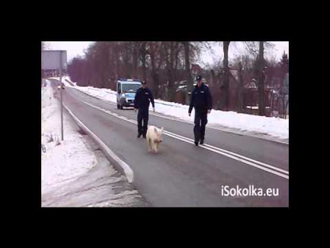 Jak to policja świnkę łapała...