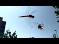 Spider catching a dragonfly