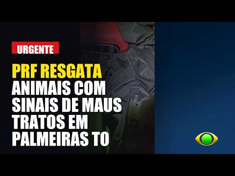 PRF RESGATA ANIMAIS SILVESTRE COM SINAIS DE MAUS TRATOS EM PALMEIRAS DO TOCANTINS