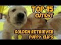 TOP 15 OF THE CUTEST GOLDEN RETRIEVER PUPPY VIDEOS OF ALL TIME