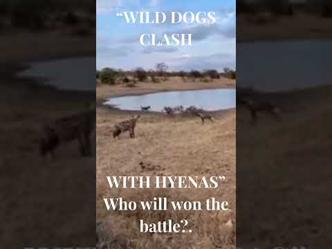 "WILD DOGS CLASH WITH HYENAS". Who will win the battle? #wildDogattack#HyenaVsDogs#shortvideo
