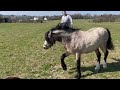 Saillie poney Welsh Mountain 