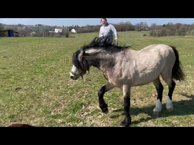 Saillie poney Welsh Mountain 