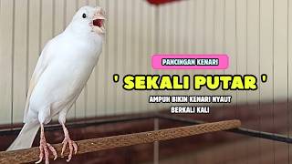 Download lagu KENARI GACOR Panjang, Suara PANCINGAN Kenari PAUD Belajar Bunyi Ngeriwik | Masteran Kenari Paud #751 mp3