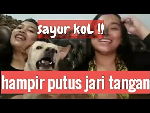 Jari tangan hampir digigit anjing