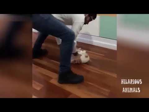 FUNNY CAT VIDEOS | TRY NOT TO LAUGH