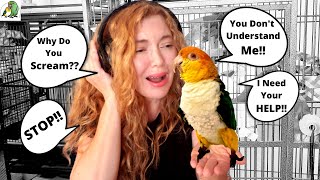 5 Reasons Why Your Parrot Screams | HOW TO MAKE THEM STOP!