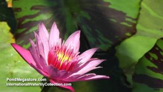 Evelyn Randig Waterlily, pink water lily flowers for the pond
