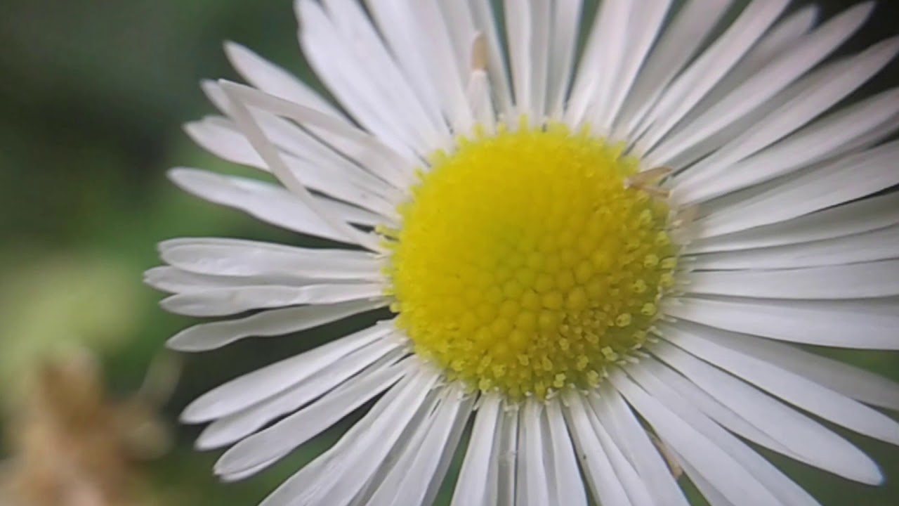 Daisy Fleabane (Erigeron strigosus or Erigeron annuus) Up Close - YouTube