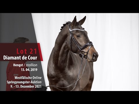Online Springyoungster-Auktion Lot 21 Diamant de Cour Hengst v. Diacontinus - Blockbuster